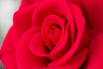 Beautiful red roses flower close up background