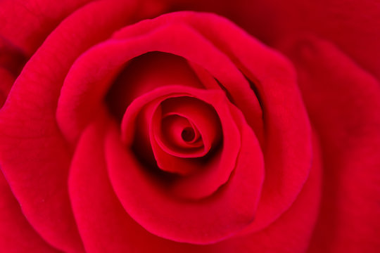 Beautiful red roses flower close up background