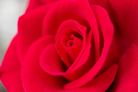 Beautiful red roses flower close up background