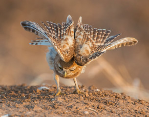 Burrowing Owl