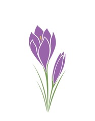 Obraz na płótnie Canvas crocus flower. spring flower design element. vector hand drawn image