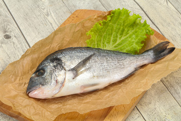 Raw Dorada fish  for cooking