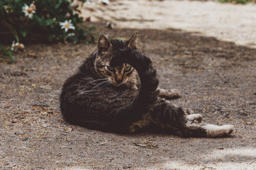   street tabby cat ,pretty brazen face. domestic cat wags its tail