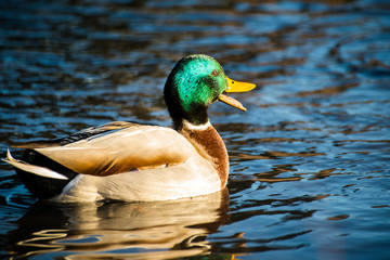 Mallard