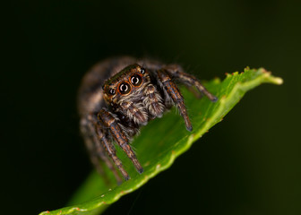 Euophrys frontalis jumping spider. The Euophrys frontalis spider is a genus of jumping spiders родини  Salticidae. 