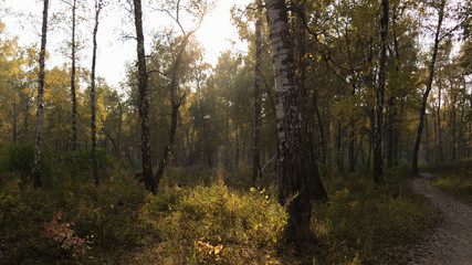 Autumn dark forest on a Sunny day