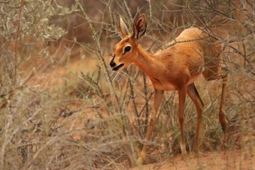The steenbok (Raphicerus campestris) female walking in dry bush.