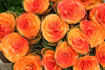 decorative cabbage background. exotic flowers wallpapers