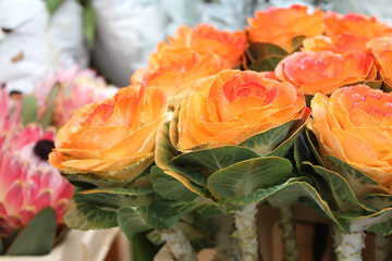decorative cabbage background. exotic flowers wallpapers