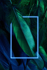 Neon glowing feathers of a bird background with glowing frame. Flat lay.