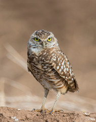 Burrowing Owl