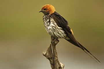 Fototapeta premium The lesser striped swallow (Cecropis abyssinica) sitting on the branch.