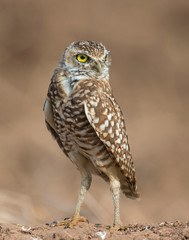 Burrowing Owl