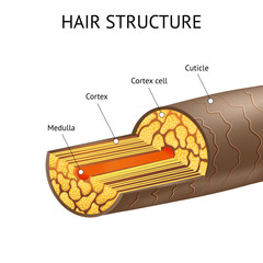 Realistic Detailed 3d Hair Structure Ad Poster Card. Vector