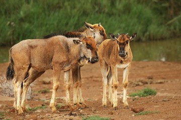 Naklejka na ściany i meble Group of young Blue Wildebeest (Connochaetes taurinus), staying in Kalahari desert.