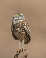 Burrowing Owl