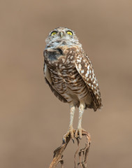 Burrowing Owl