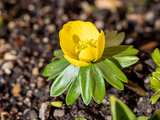 Gelbe Winterlinge im Frühjahr im Garten