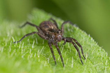  Spider of the family Lycosidae closeup.