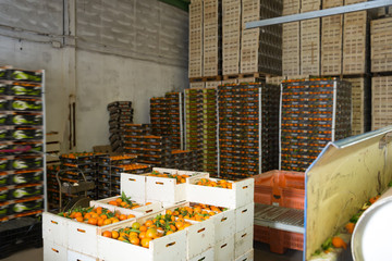 View of tangerines packed in boxes © JackF
