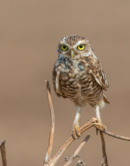 Burrowing Owl