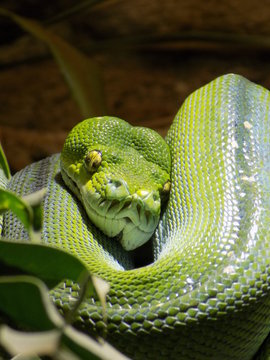 Python