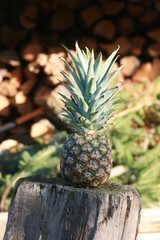 Ananas © Igor