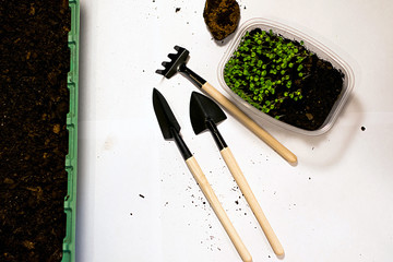 microgreens planting green farming seeds work