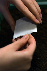 microgreens planting green farming seeds work