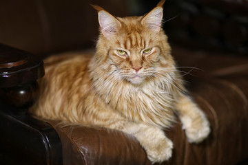 Slumbering maine coon male