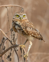 Burrowing Owl