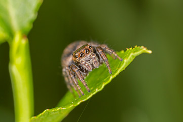 Euophrys frontalis jumping spider. The Euophrys frontalis spider is a genus of jumping spiders родини  Salticidae. 