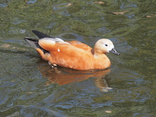 Shelducks. The duck is light brown. Wild bird.