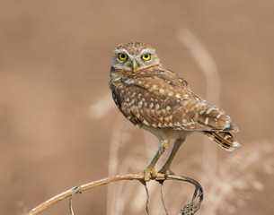 Burrowing Owl