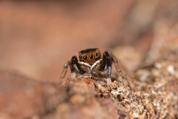 Euophrys frontalis jumping spider. The Euophrys frontalis spider is a genus of jumping spiders родини  Salticidae. 