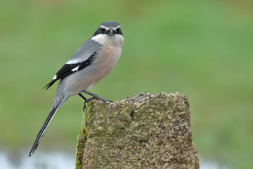 Great gray shrike (Lanius excubitor), perched on a stone and looking straight ahead