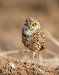 Burrowing Owl