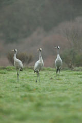 Obraz premium Common cranes (Grus grus), in the grass