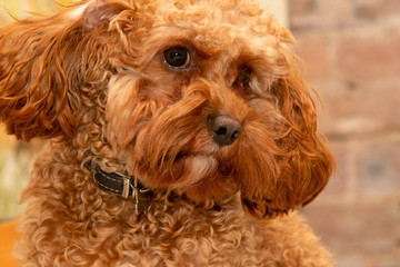 Cavapoo