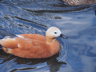 Shelducks. The duck is light brown. Wild bird.