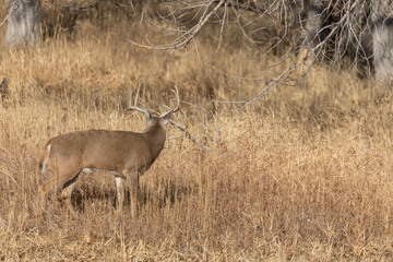 Naklejka na ściany i meble Whitetail Deer Buck in Colorado in the Fall Rut