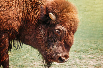 Closeup head of one plains bison outside. Herd animal buffalo ox bull staring looking down on meadow in prairie. Wildlife beauty in nature. Wild species in natural habitat.