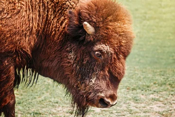 Papier Peint photo autocollant Bison Closeup head of one plains bison outside. Herd animal buffalo ox bull staring looking down on meadow in prairie. Wildlife beauty in nature. Wild species in natural habitat.