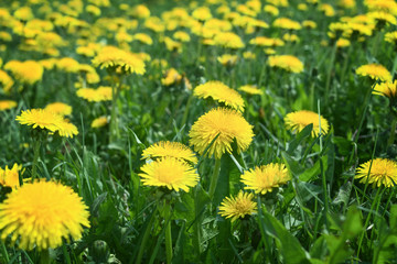 meadow with blooming yellow dandelions close-up. summer landscape with yellow dandelion flowers.