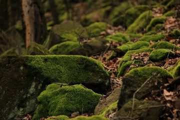 green moss on a tree