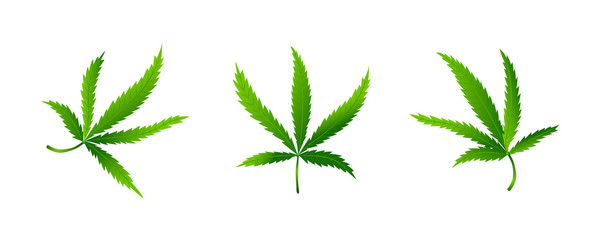 Set of cannabis or marijuana leaf - obrazy, fototapety, plakaty