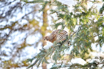 Wild Spruce Grouse perched on a tree limb in winter in Algonquin Park, Ontario, Canada.