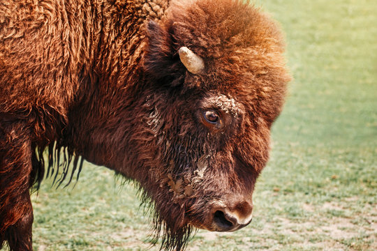 Closeup Head Of One Plains Bison Outside. Herd Animal Buffalo Ox Bull Staring Looking Down On Meadow In Prairie. Wildlife Beauty In Nature. Wild Species In Natural Habitat.