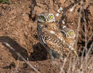 Burrowing Owl