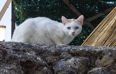 Blue-eyed cat on a stone wall